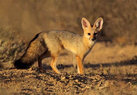 Cape Fox Vulpes Chama