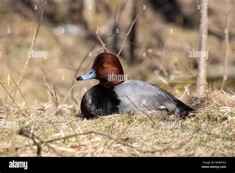 A Male Redhead Duck Stock Photo Alamy