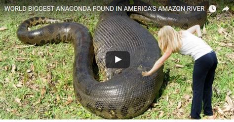 World Biggest Anaconda Found In Americas Amazon River Lnnews