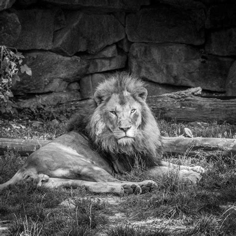 Grayscale Photo Of Lion Photo Free Grey Image On Unsplash