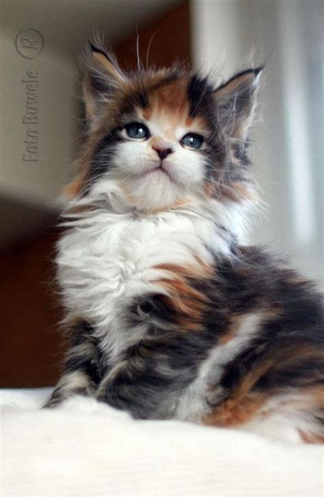 17 Best Images About Calico Cats On Pinterest I Love