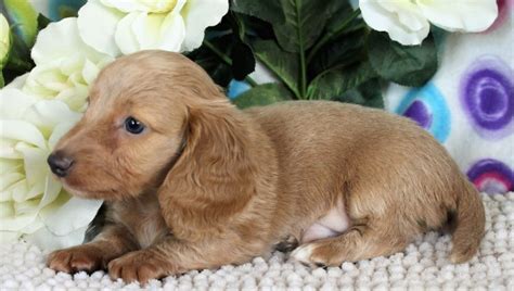 I have 6 males and 1 female. Heritage Doxies, Dachshund Breeder in Colorado Springs ...