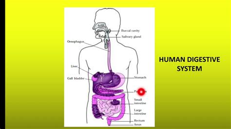 Nutrition in animals PART 1 - YouTube