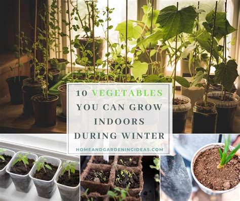 10 Vegetables You Can Grow Indoors During Winter Home