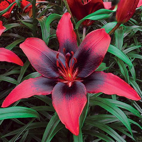 New Red Tango Lily Bulbs For Sale Online London Heart Easy To Grow