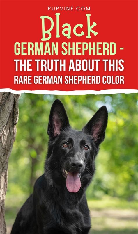 Everyone Knows How German Shepherds Look These Are Glorious Dogs With