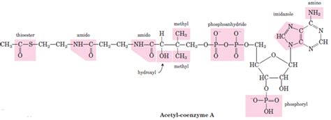 Biomolecules Are Compounds Of Carbon With A Variety Of Functional Groups