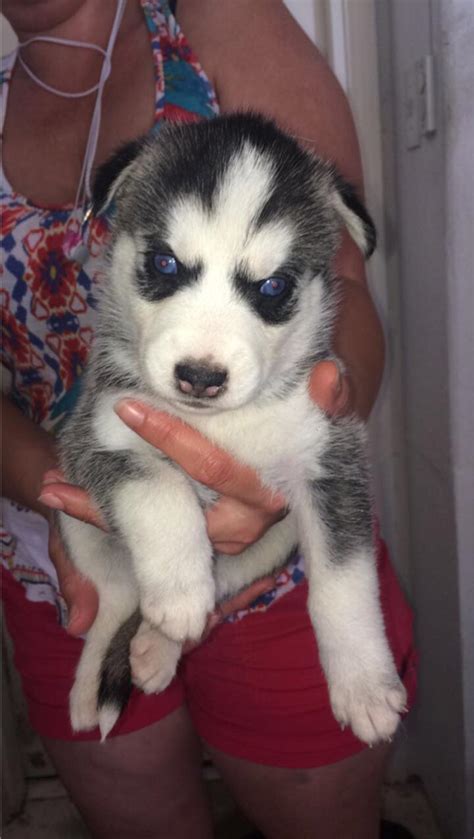 Our siberian husky puppies for sale come from either usda licensed commercial breeders or hobby breeders with no more than 5 breeding mothers. Husky puppies for sale in Houston, TX - 5miles: Buy and Sell
