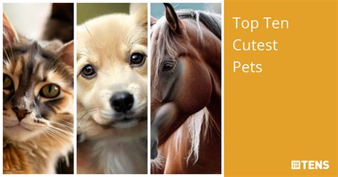 Top Ten Cutest Pets Thetoptens