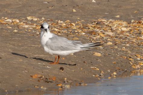 Forsters Tern By David Carr Birdguides