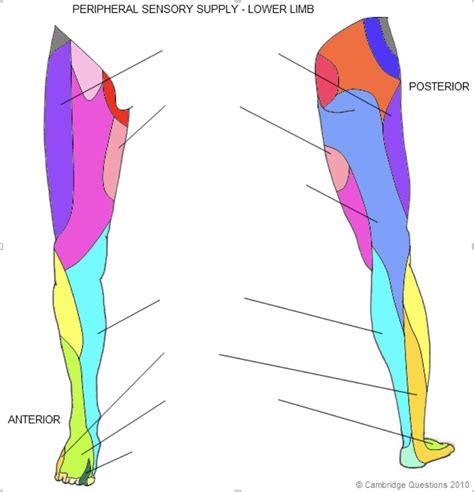 Ue Ortho Le Peripheral Nerve Sensory Supply Diagram Quizlet