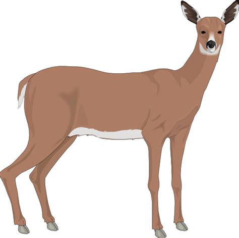 Free Baby Deer Cliparts Download Free Baby Deer Cliparts Png Images