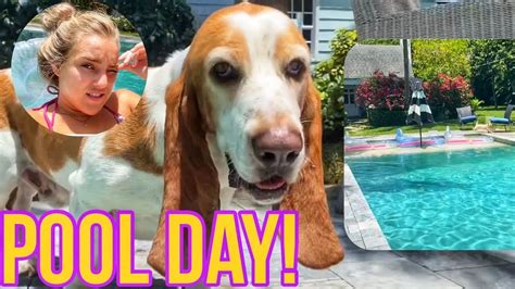 Basset Hounds Pool Day With All His Friends 🐾 Youtube