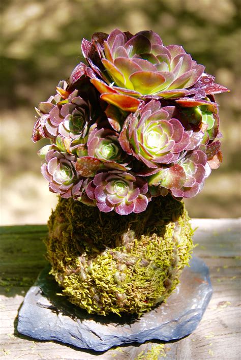 Maybe you would like to learn more about one of these? KOKEDAMA PHOENIX | Kokedama, Japanese moss balls, Moss garden