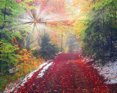 First Snow In The Autumn Stock Image Image Of Color 66224693
