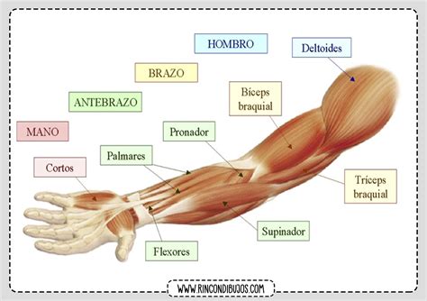 Fichas De Los Musculos Del Cuerpo Humano Musculos
