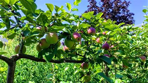 Fruit Trees Home Gardening Apple Cherry Pear Plum Summer Pruning