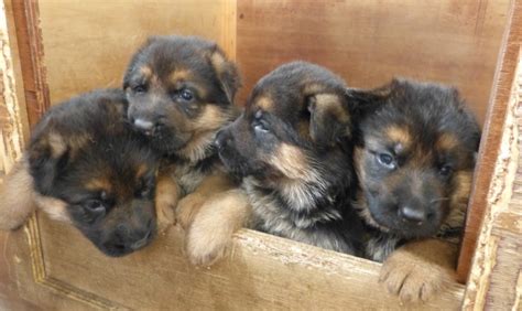 They prefer cooler climates if possible. Buy/Adopt German Shepherd (Alsatian) Dogs on SALE - See ...