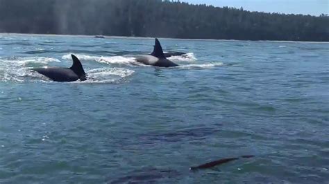 Orcas Encounter While Paddle Boarding Youtube