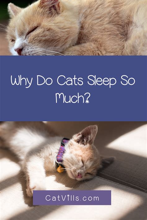 Why Do Cats Sleep So Much 3 Most Common Reasons Artofit
