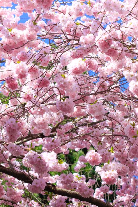 A cherry blossom is a flower of many trees of genus prunus or prunus subg. Out + About: Copenhagen's Cherry Blossoms | a toddler in ...
