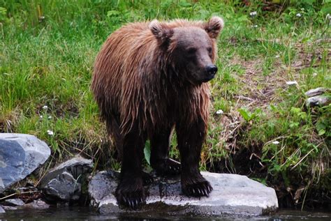 Russian River Brown Bear Brown Bear Alaska Bears Wildlife River