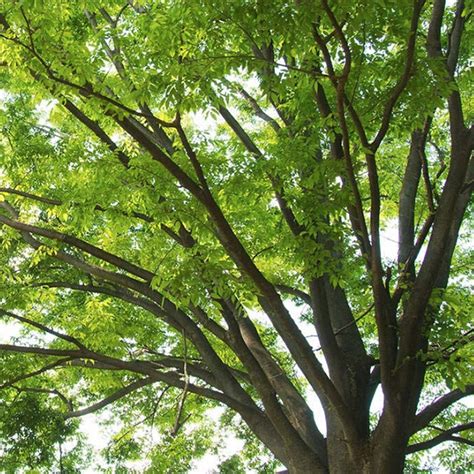 Find & download free graphic resources for tree. Shade Trees To Consider For Shade, Climbing, Swings And More