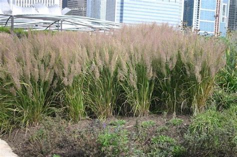 Plantfiles Pictures Calamagrostis Species Diamond Grass Fall