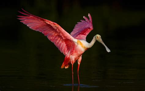 Roseate Spoonbill Hd Wallpaper Background Image 2880x1800