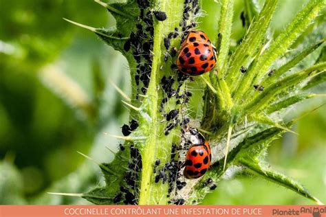 Où Vivent Les Coccinelles Habitat Et Distribution Avec Photos