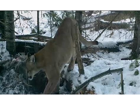Watch Wildlife Officials Confirm Endangered Cougar Sighting