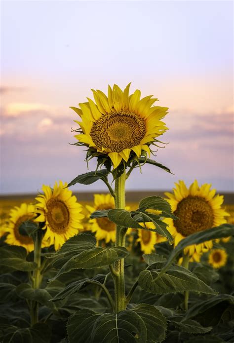 These seedlings can be thinned out as needed to establish a new patch of sunflowers. How to Grow Sunflowers | Hunker