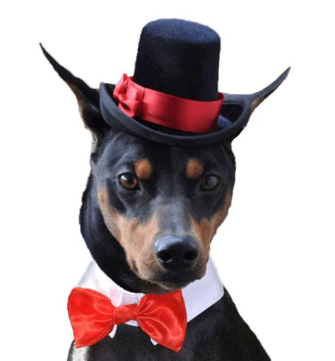 Dog Top Hat Cat Top Hat Your Choice Of Ribbon Color Dog Etsy