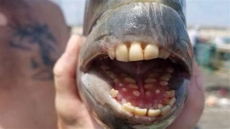 ماهی با دندان‌هایی شبیه دندان انسان در کارولینای شمالی Bbc News فارسی