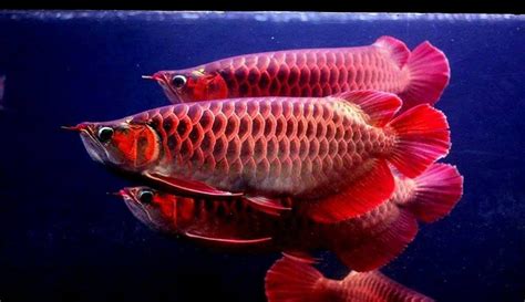 All arowana shown are representative of the fish available and not the exact specimen you will receive. Arowana Fishes For Sale | USA Medical Center Drive, AL #285751