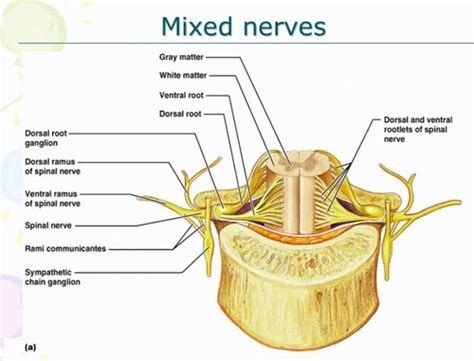 Peripheral Nervous System Anatomy Flashcards Quizlet
