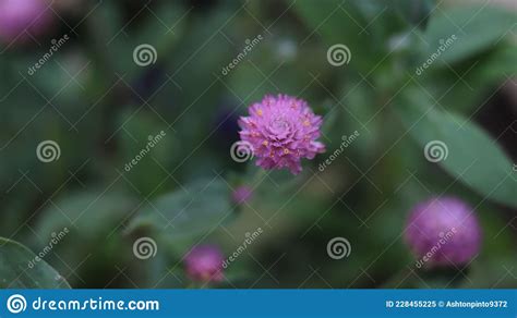 A Light Pink Globe Amaranth Flower Stock Image Image Of Rudrashi