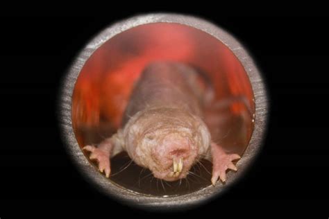 Naked Mole Rats Feel Almost No Pain Here S Why Wired Uk