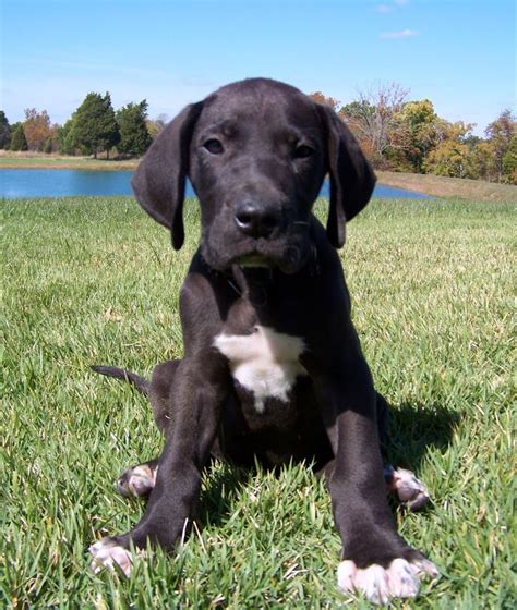 Great Dane Puppy Too Big For His Paws Right Nowsoo Cute Animals