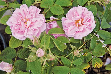 autumn damask — antique rose emporium
