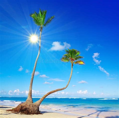 Caribbean Dream Beach And Palm Stock Photo Image Of Green Blue