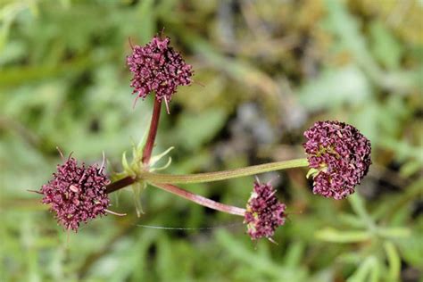 Your flowers native oregon stock images are ready. Wildflowers Found in Oregon - Purple Sanicle