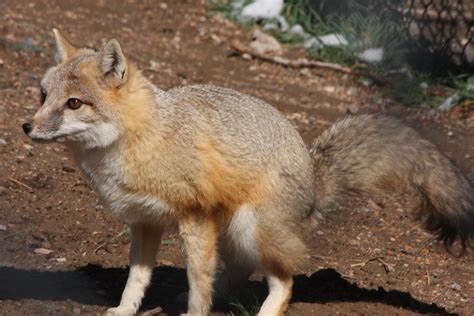 Swift Fox Female Captive Animal Pueblo Zoo Pueblo Co Flickr