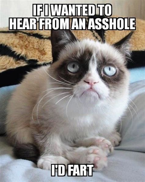 Idea By Heidi Symons On Rainbow Bridge Funny Stuff Funny Grumpy Cat Memes Grumpy Cat Humor