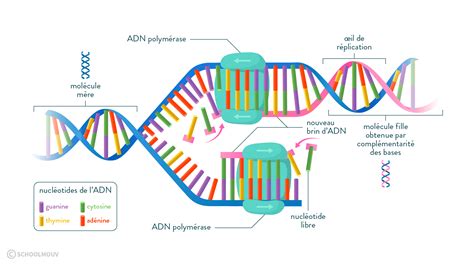 La Réplication De Ladn Cours Réplication De Ladn Genertore2