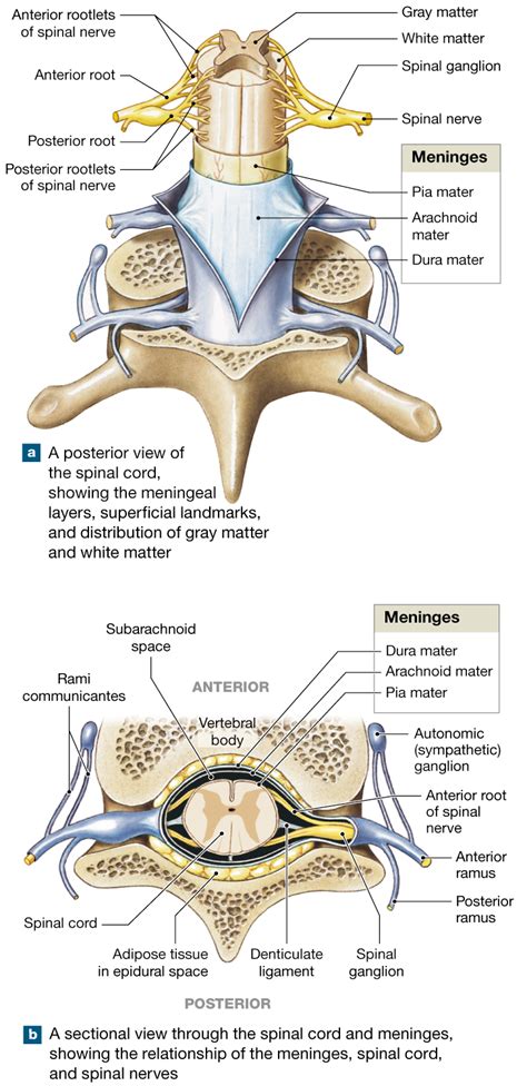Meninges Of Spinal Cord Anatomy