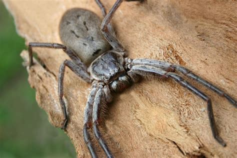 Giant Huntsman Spider The Worlds Largest Spider By Leg Span Gur Times