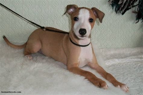 Mummified remains of small greyhounds been found in egypt. Italian Greyhound - Puppies, Rescue, Pictures, Information ...