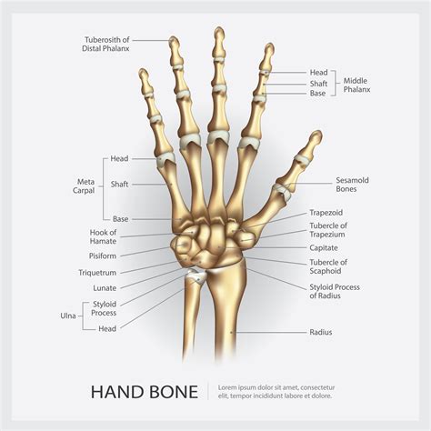 Hand Bone With Detail Vector Illustration 570932 Vector Art At Vecteezy