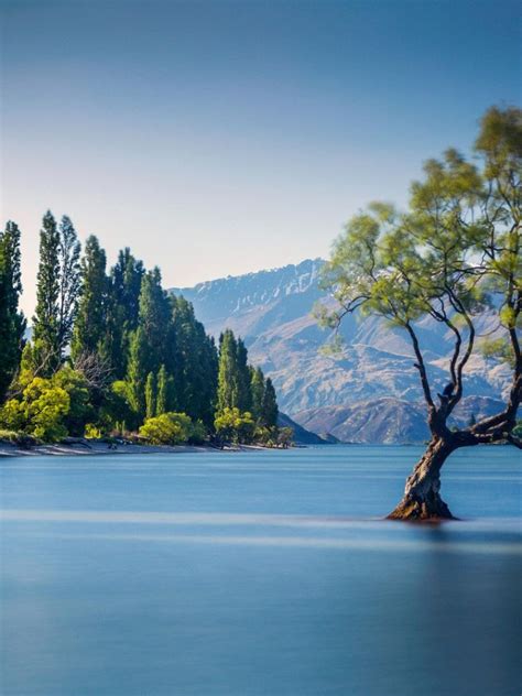Free Download The Famous Wanaka Tree At Lake Wanaka Otago New Zealand